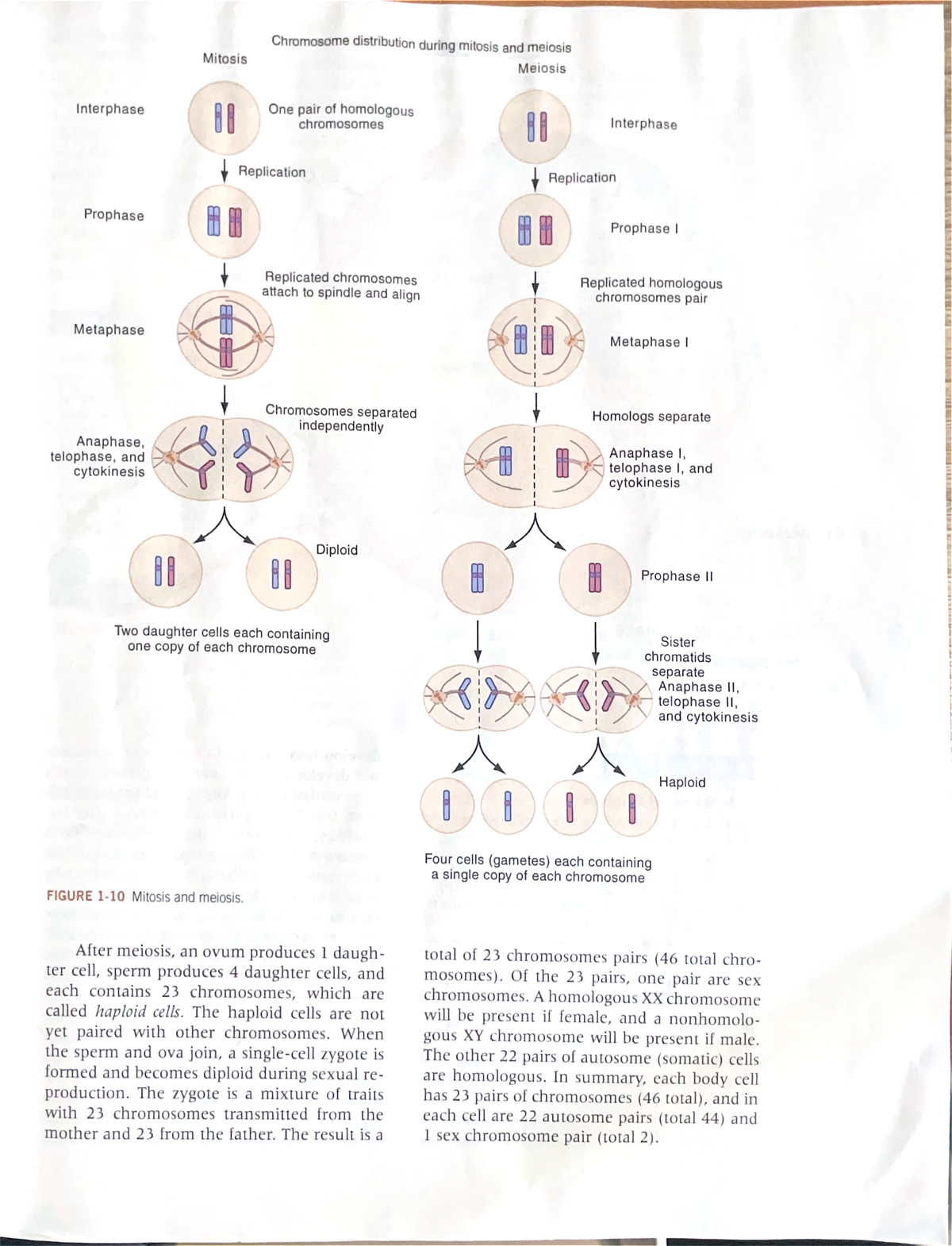 Diploid And Haloid - Bsc1005 - Studocu