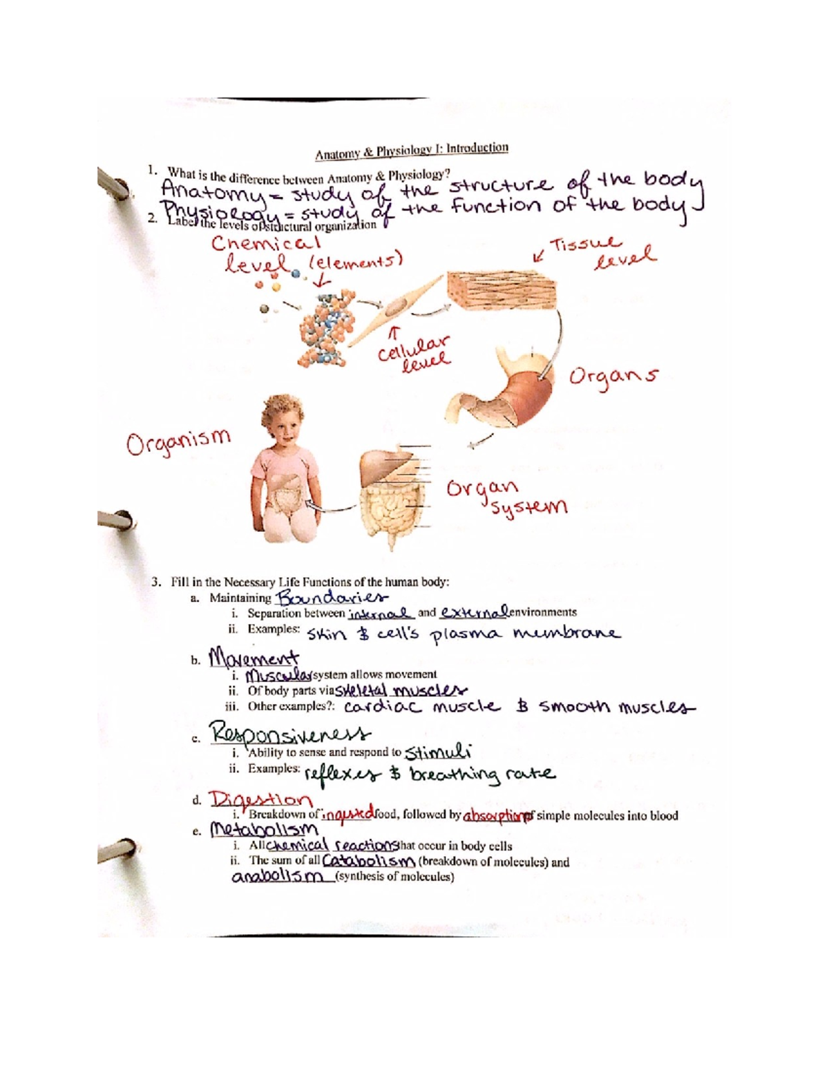 Ws 1 answers - sdf - BIOL 2457 - Studocu