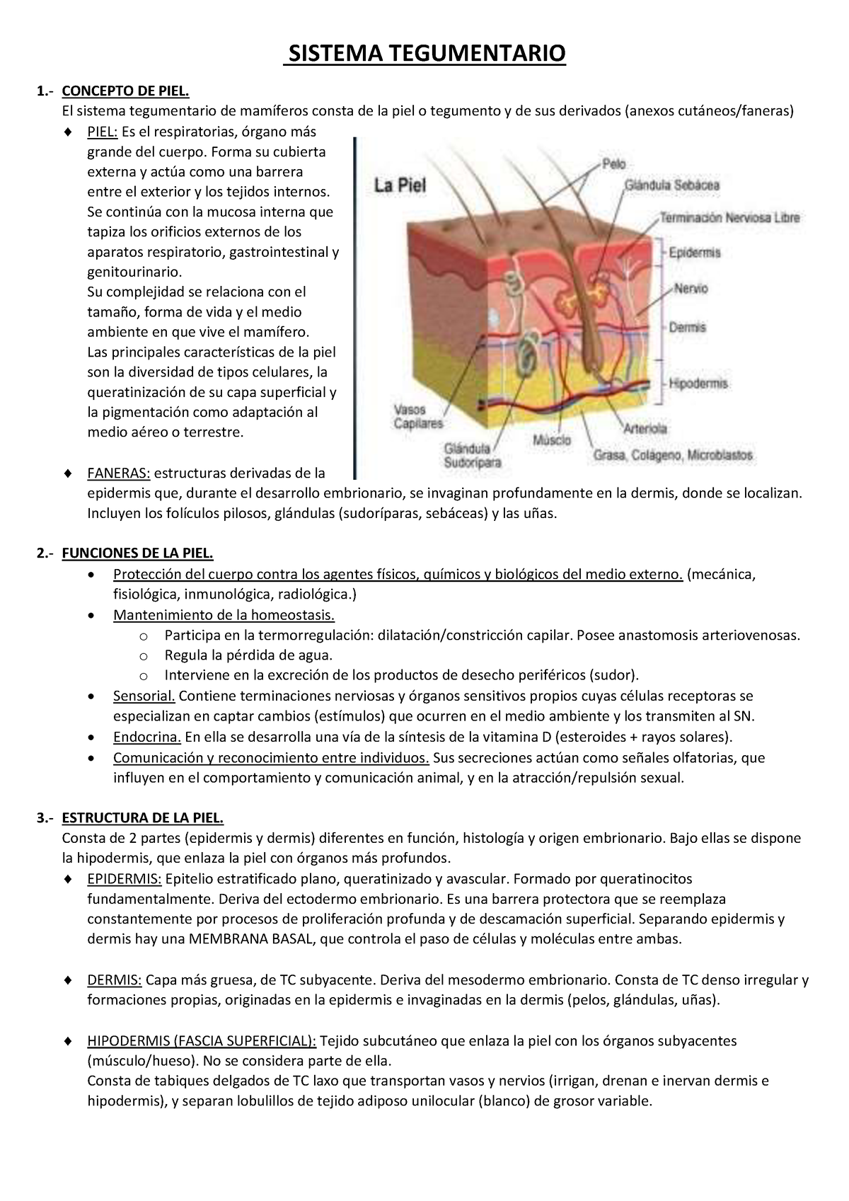 Tema 1 Sistema Tegumentario - SISTEMA TEGUMENTARIO 1.- CONCEPTO DE PIEL ...