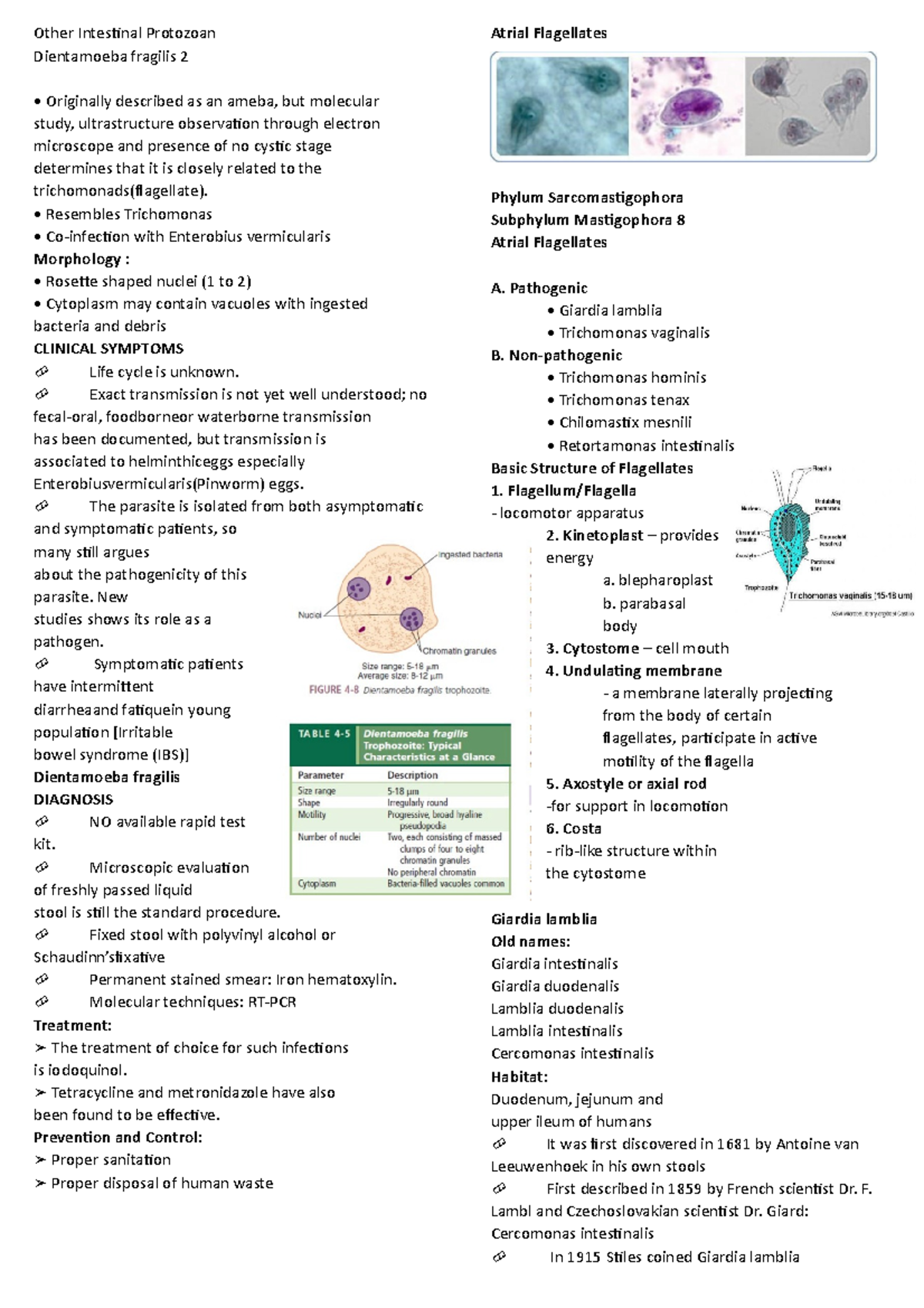 Other-Intestinal-Protozoan - Other Intestinal Protozoan Dientamoeba ...