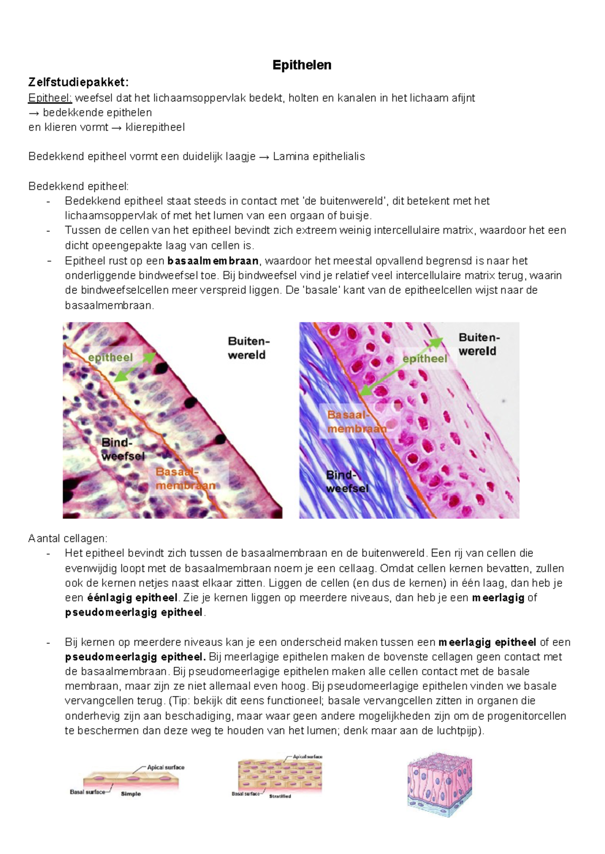 Epithelen zelfstudie - Epithelen Zelfstudiepakket: Epitheel: weefsel ...