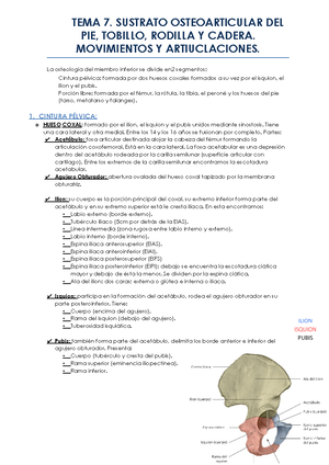 TEMA 12 - Apuntes de anatomía del aparato locomotor para el primer ...