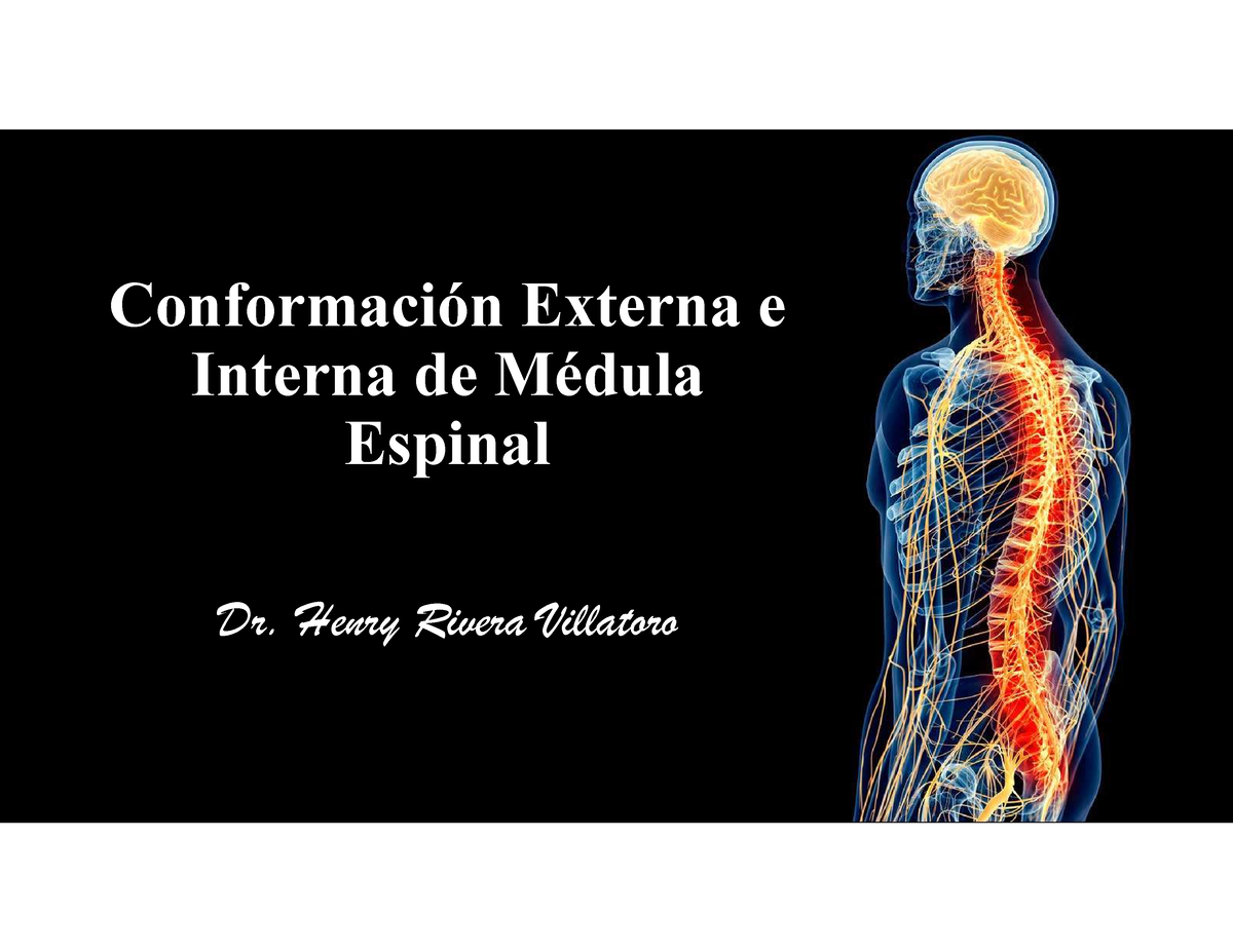 Conformacion Externa E Interna DE Medula Espinal - Anatomía I - UES ...