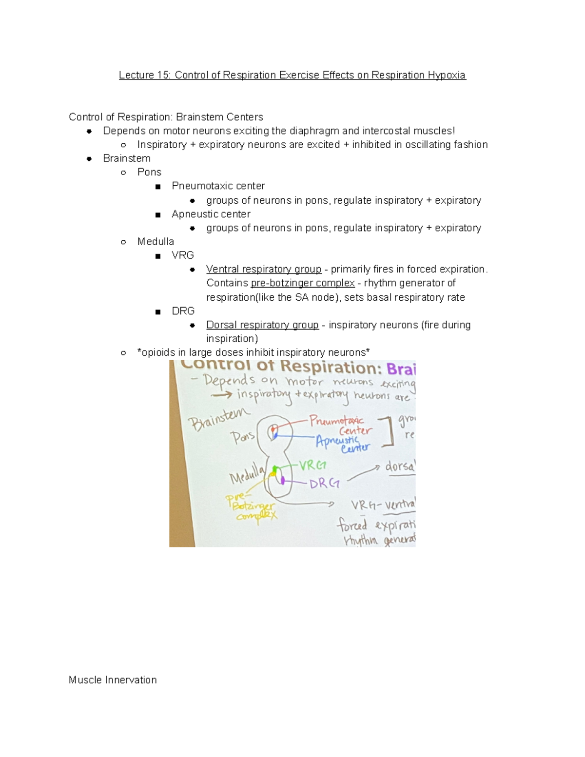 Lecture 15: Control of Respiration Exercise Effects on Respiration ...