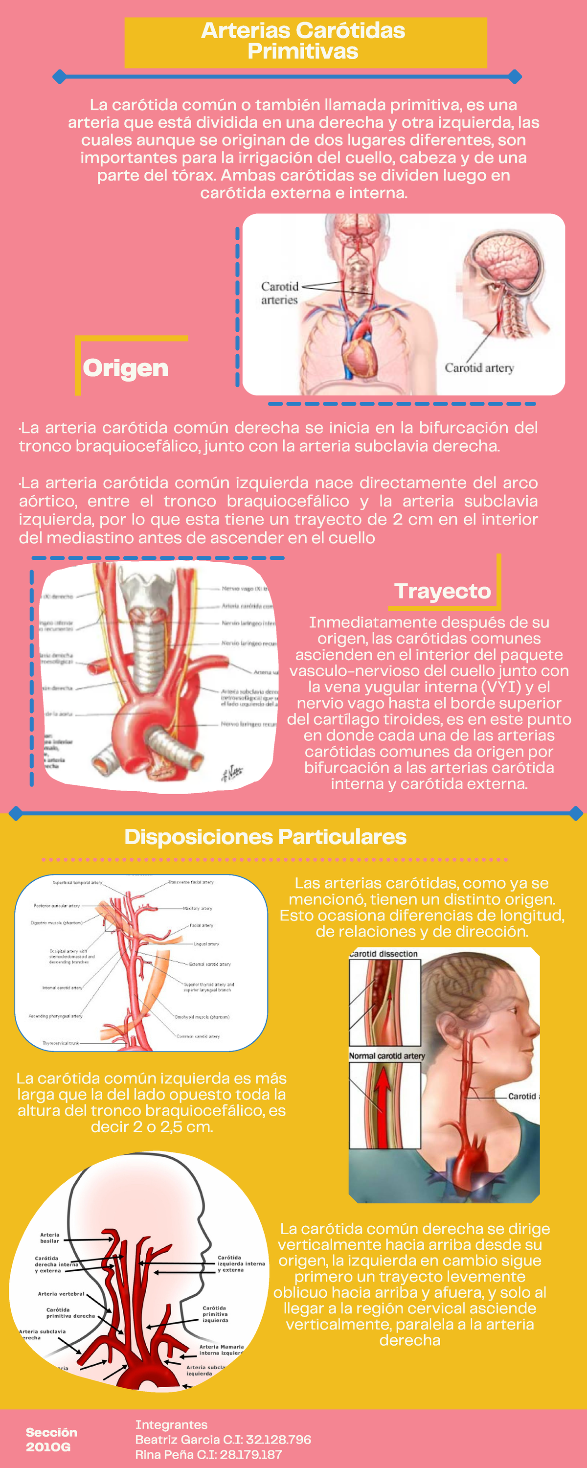 Arterias carotidas primitivas anatomia humana - Origen ·La arteria ...