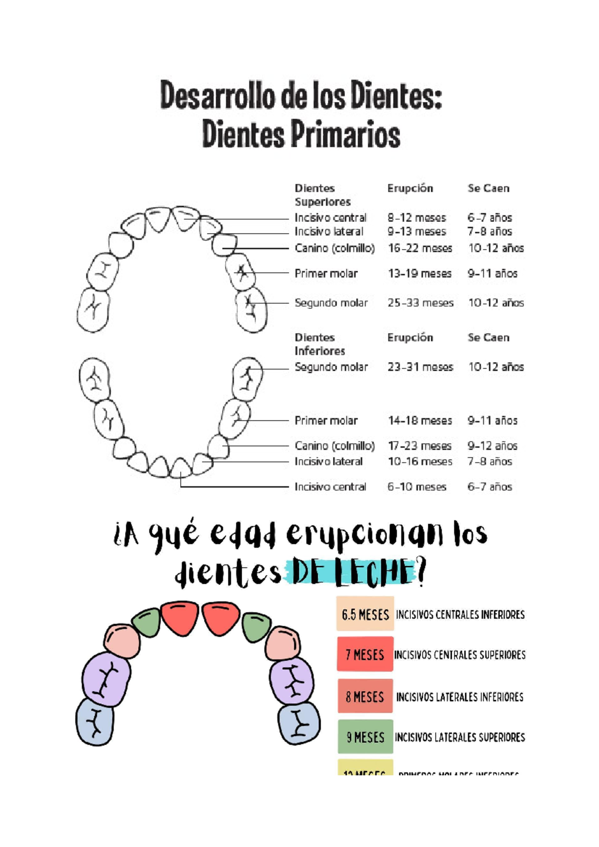 Dientes Primarios - Igualmente, al momento de realizar la función de la ...