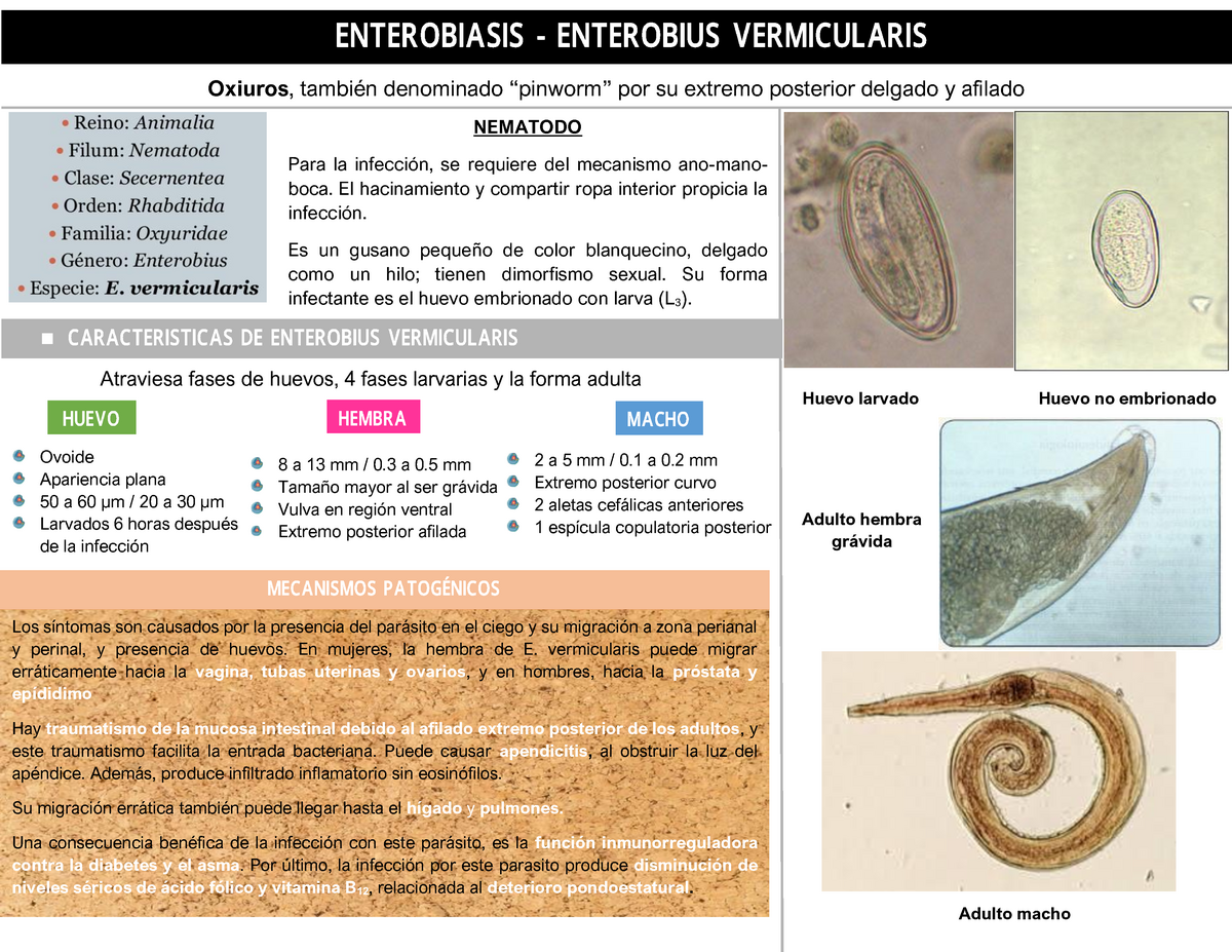 2 Enterobius Vermicularis Oxiuros Oxiuros También Denominado