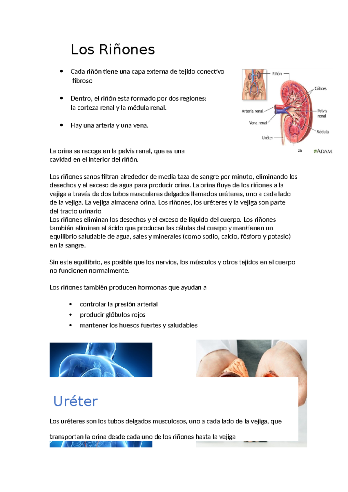 Riñones Y Ureter 2 - Los Riñones Cada riñón tiene una capa externa de ...