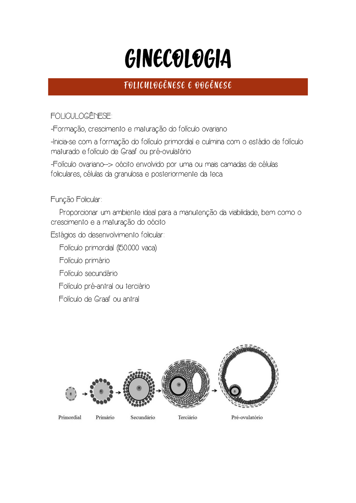 Gineco Foliculogênese E Oogênese Ginecologia FoliculogÊnese E OogÊnese FoliculogÊnese 5192