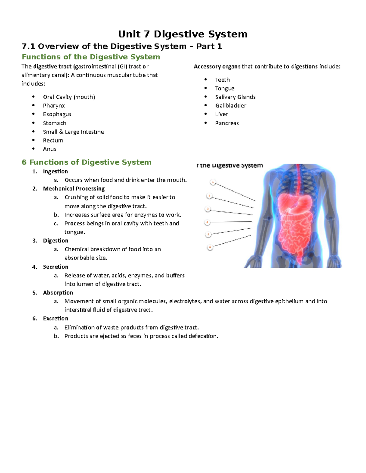 Week 7 - 1 Digestive System BIO 1300 - Unit 7 Digestive System 7 ...