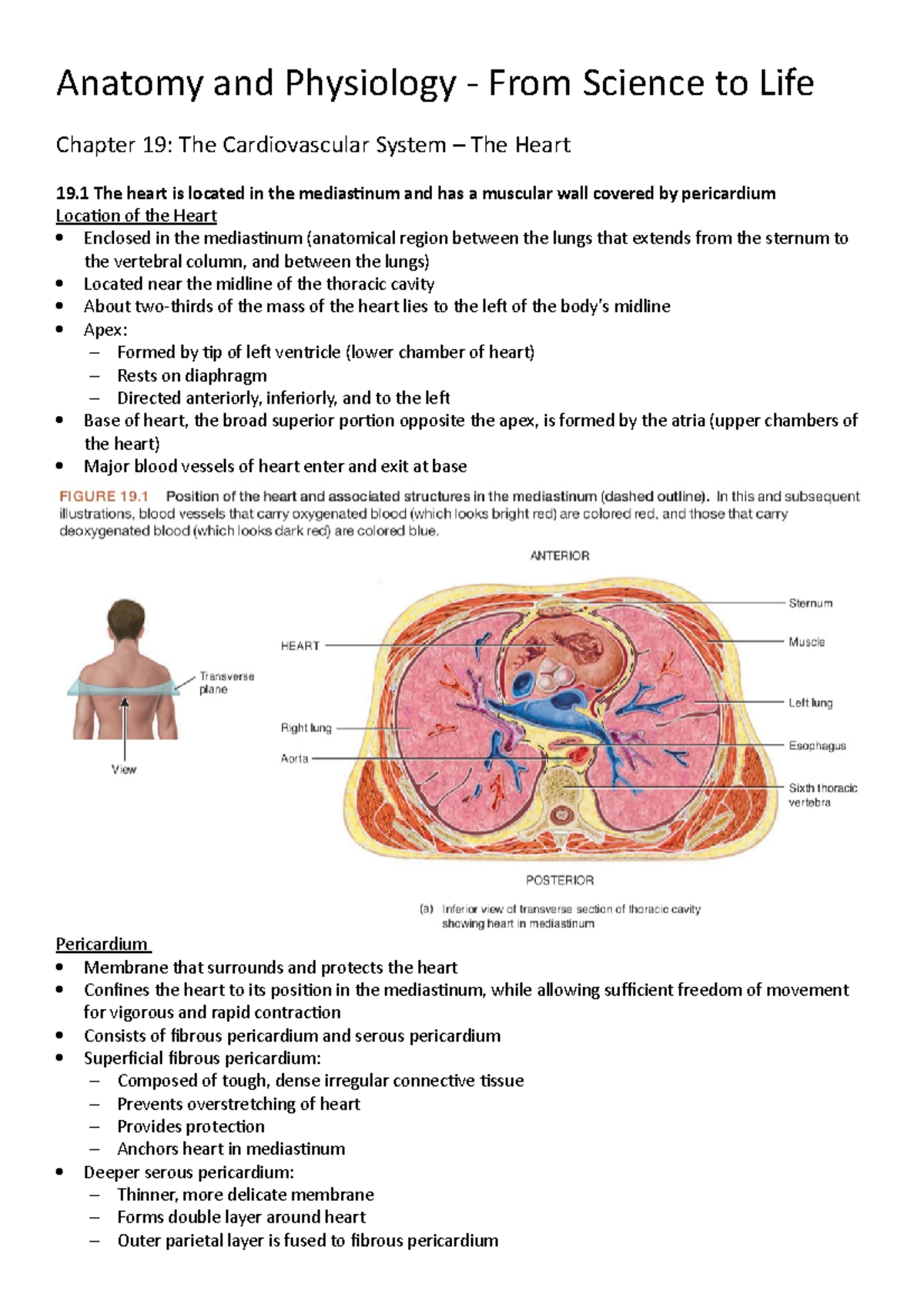 BMSC11002 chap 19 - summary of chapter 19 on the cardiovascular system ...