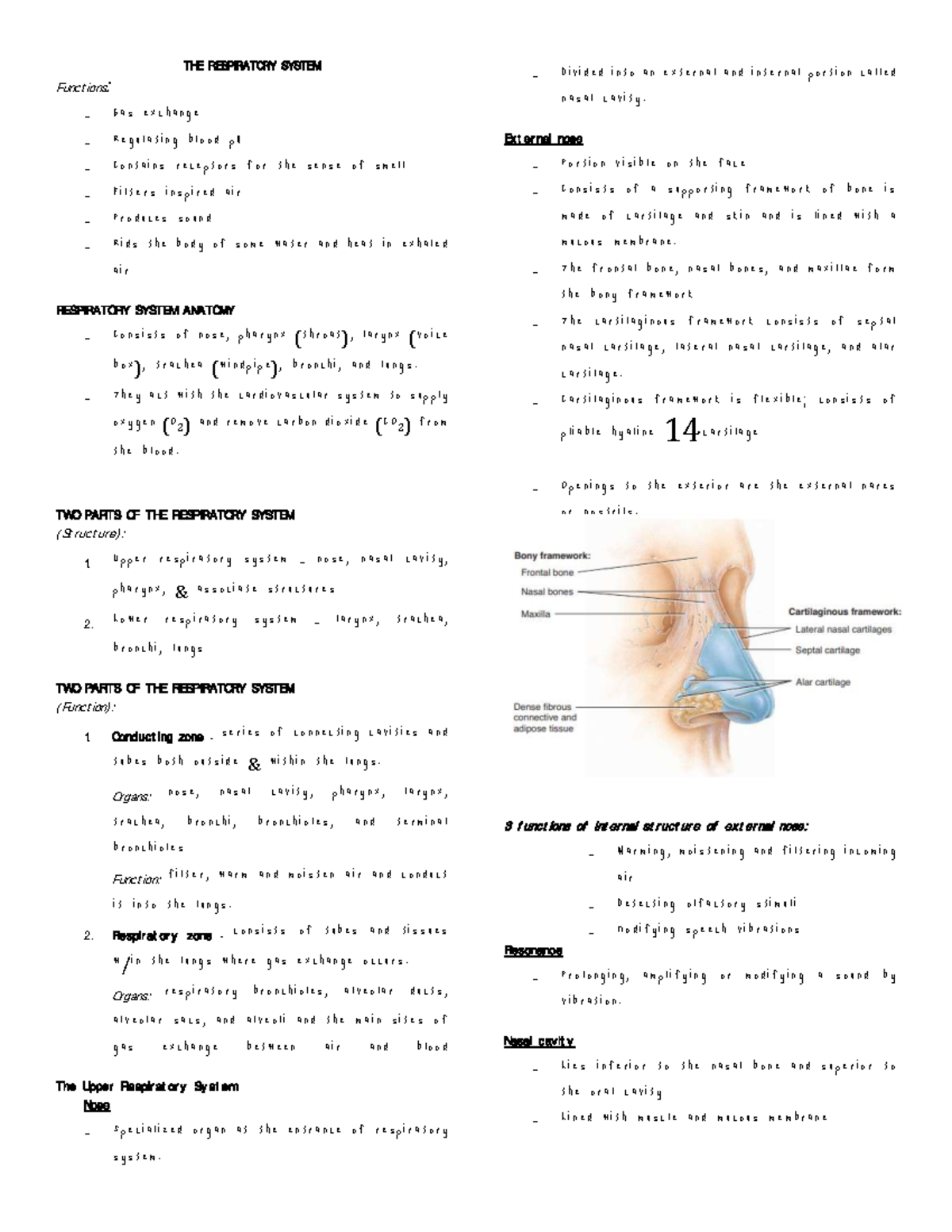 Respiratory System (Lecture) - THE RESPIRA TORY SYSTEM Funct ions: Gas ...