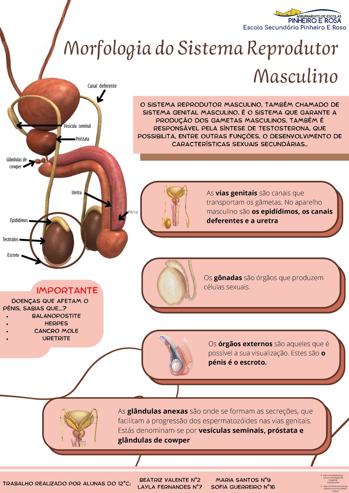 Morfologia Do Sistema Reprodutor Masculino [Tamanho Original ...