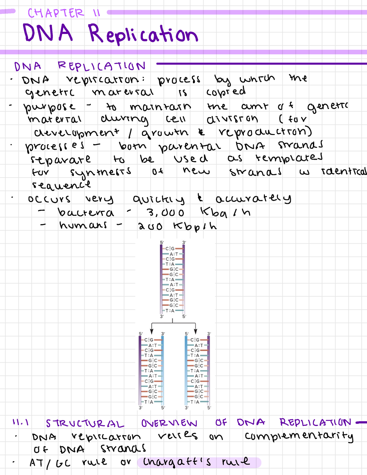 Genetics Ch 11 Notes - CHAPTER 11 DNA Replication DNA REPLICATION " DNA ...