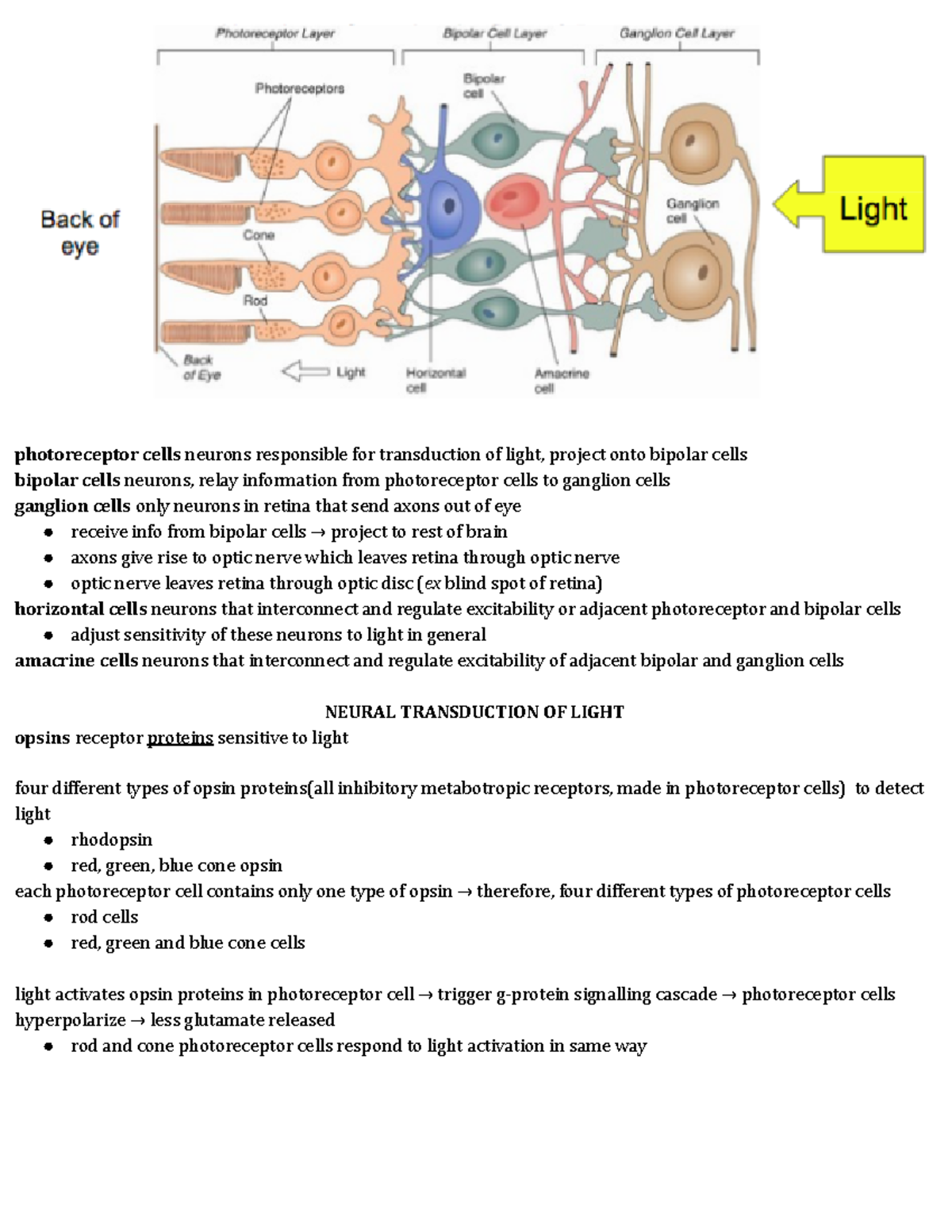 Ch 6 vision - Summary Introductory Behavioural Neuroscience ...