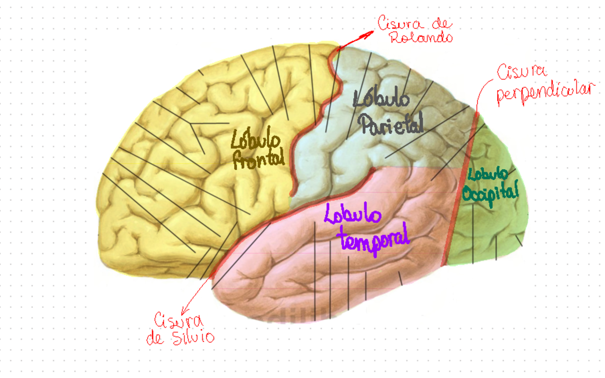 Anato Cerebro SEM 11 - semana 11 - Cisura de -> Rolando Cisura Lóbulo ↑