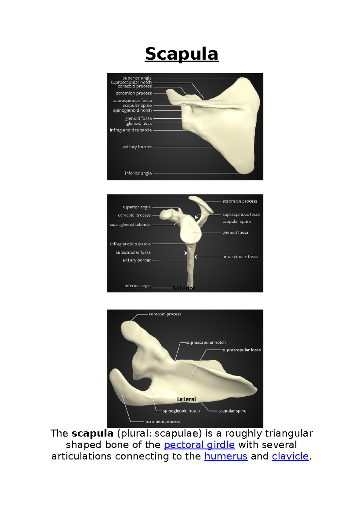Scapula Notes and information on the bones in the Shoulder Girdle for Human Osteology