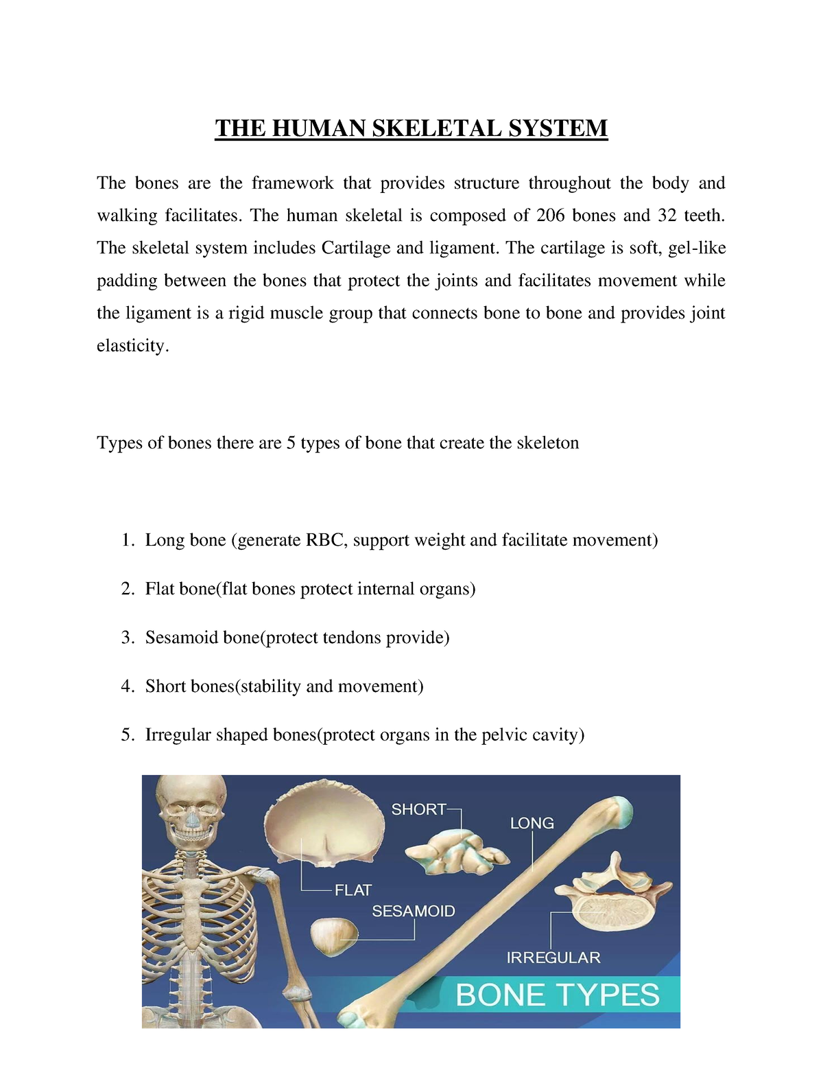 The Human Skeletal System - Zoology - MG University - Studocu