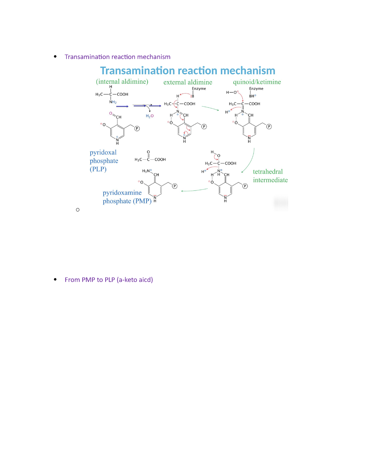 transamination mechanism
