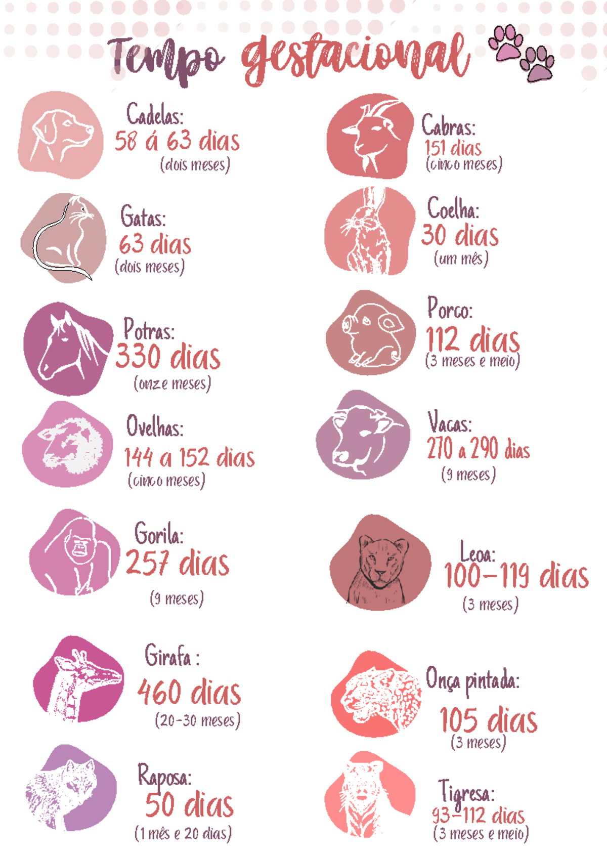 Tempo gestacional mamíferos - Tempo gestacional 112 dias Porco: (3 ...