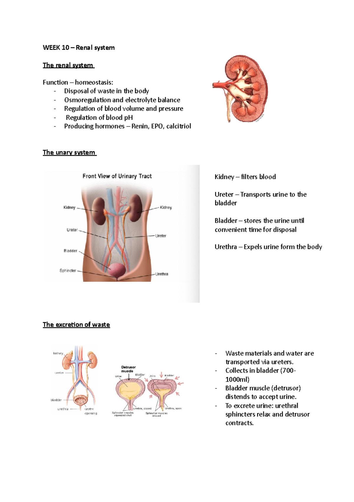 Renal system notes - WEEK 10 – Renal system The renal system Function ...