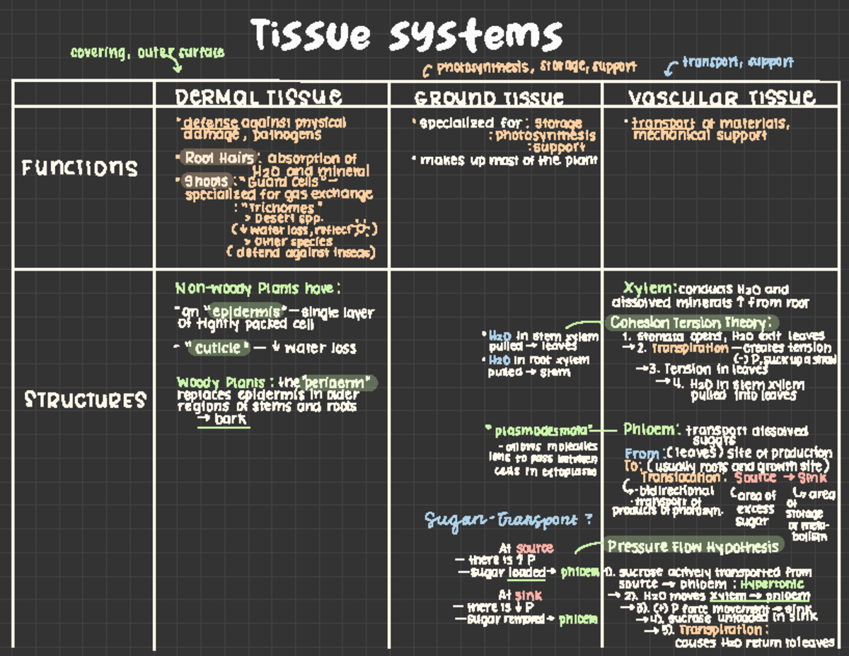 Tissue Systems and its Functions and Structures - Tissue systems ...