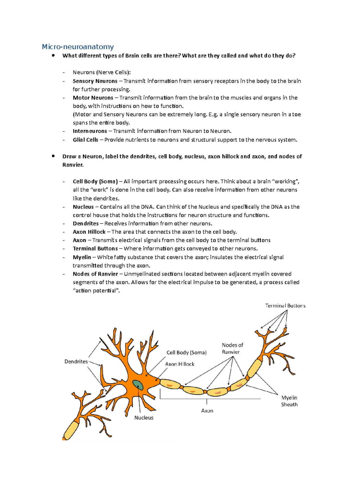 Module 2 Focus Questions W5 - Micro-neuroanatomy What different types ...