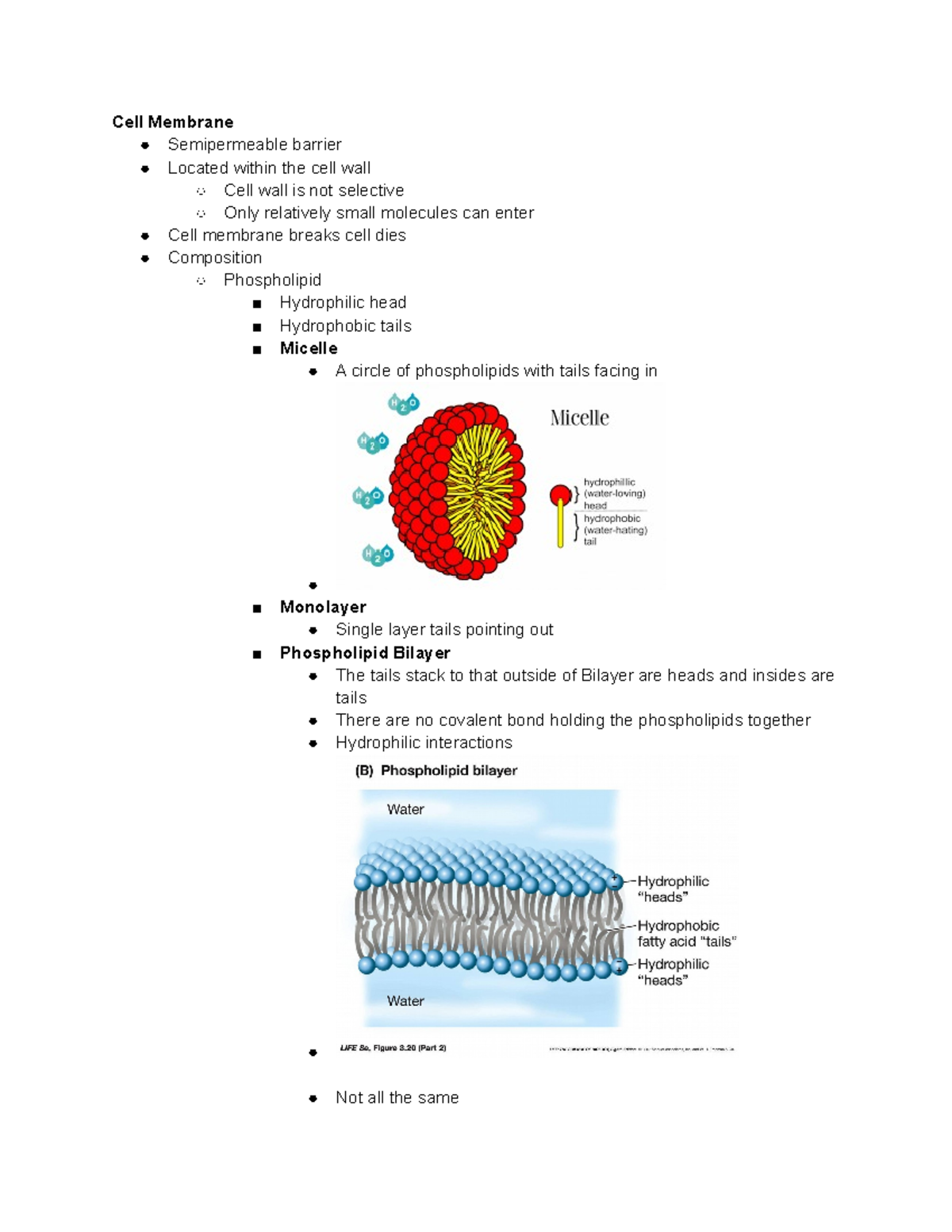 Membrane Structure and Function - Cell Membrane Semipermeable barrier ...