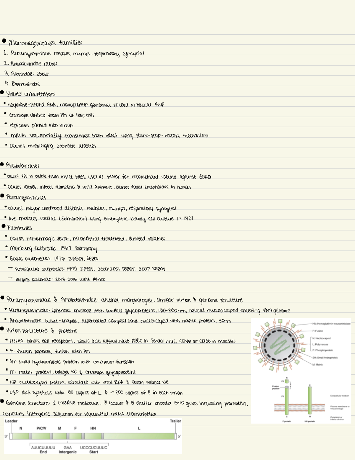 Lecture 11 Additional Notes - · Mononegavirales families 1 ...