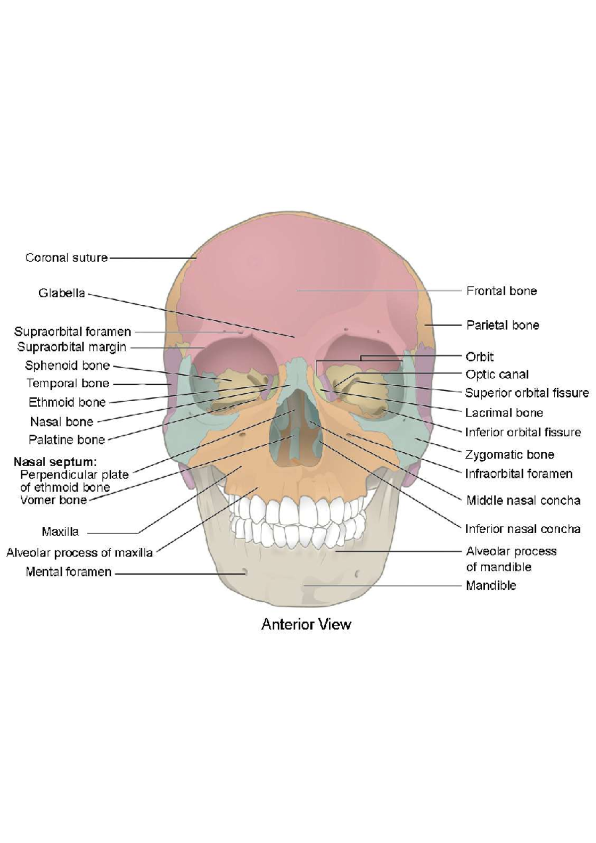 704 Skull-01 - anatomy notes - Coronal suture Glabella Frontal bone ...