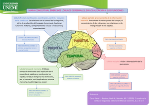 MAPA Conceptual Sobre LOS Lóbulos Cerebrales 1 - MAPA CONCEPTUAL SOBRE LOS  LÓBULOS CEREBRALES, SU - Studocu