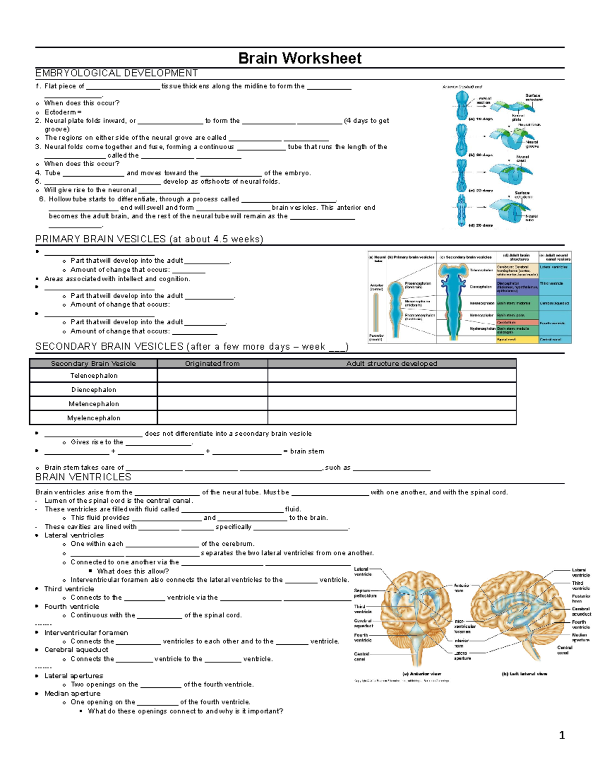 ap-2-final-exam-consolidated-pal-brain-worksheet-embryological