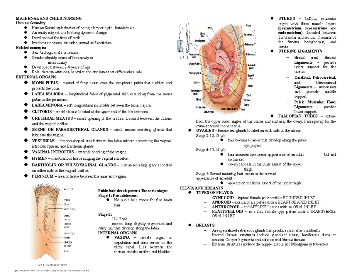 MATERNAL AND CHILD LABIA MAJORA longitudinal folds of pigmental