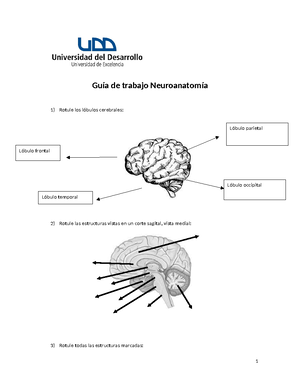 Sistema ventricular - Neuroanatomía - Studocu