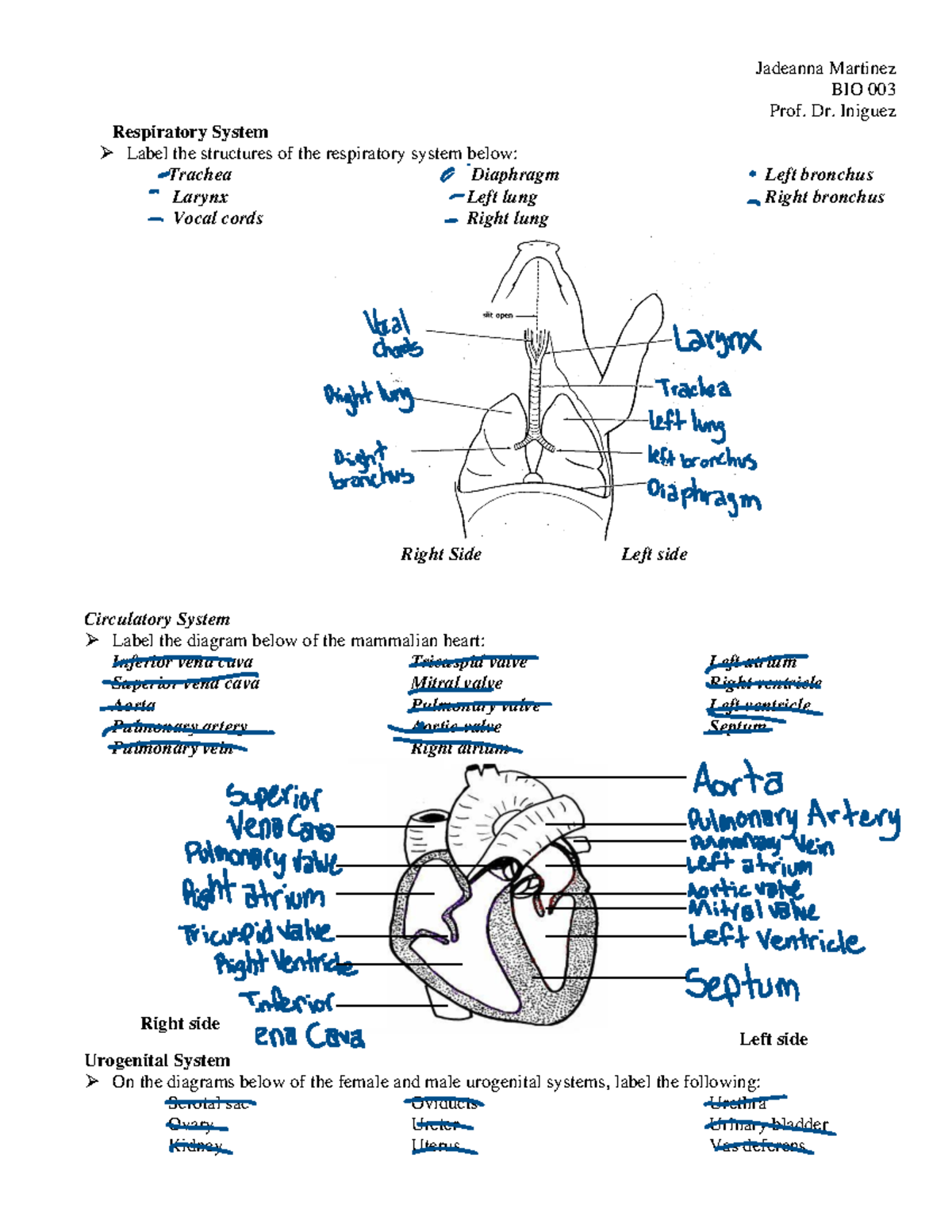 Fetal Pig Bronchi