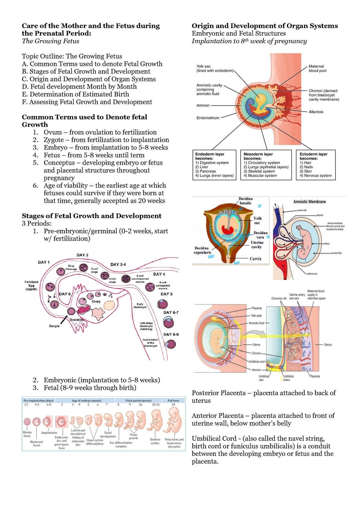 The-Growing-Fetus - Care of the Mother and the Fetus during the ...