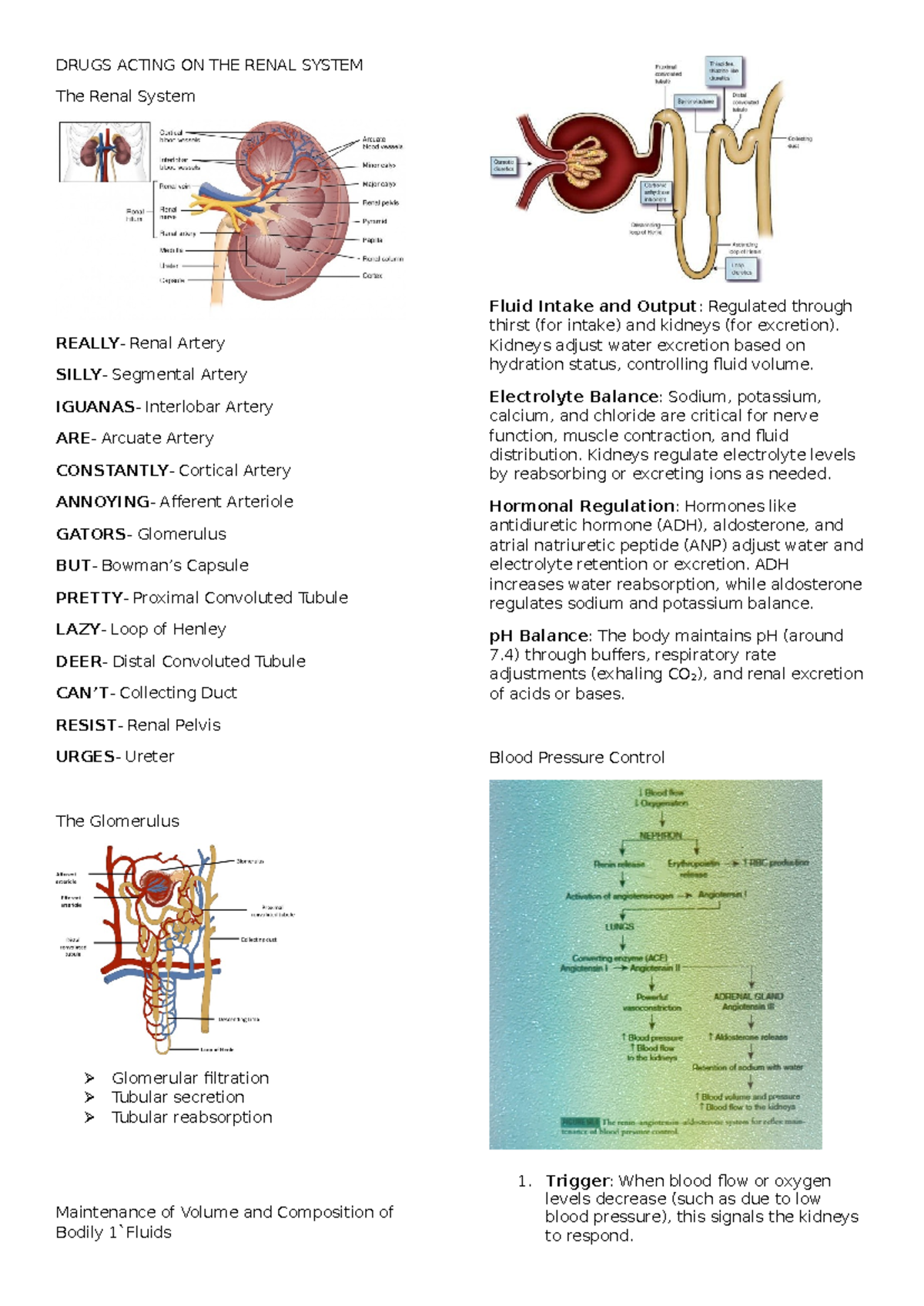 Drugs Acting ON THE Renal System - DRUGS ACTING ON THE RENAL SYSTEM The ...