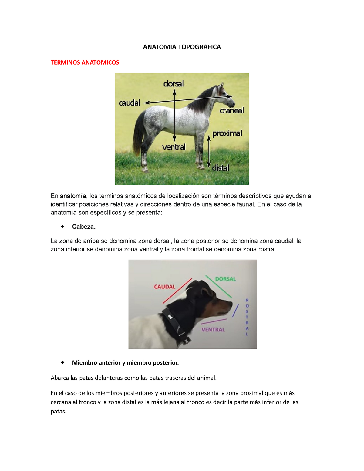 Anatomia Topografica Medicina Veterinaria Vrogue Co