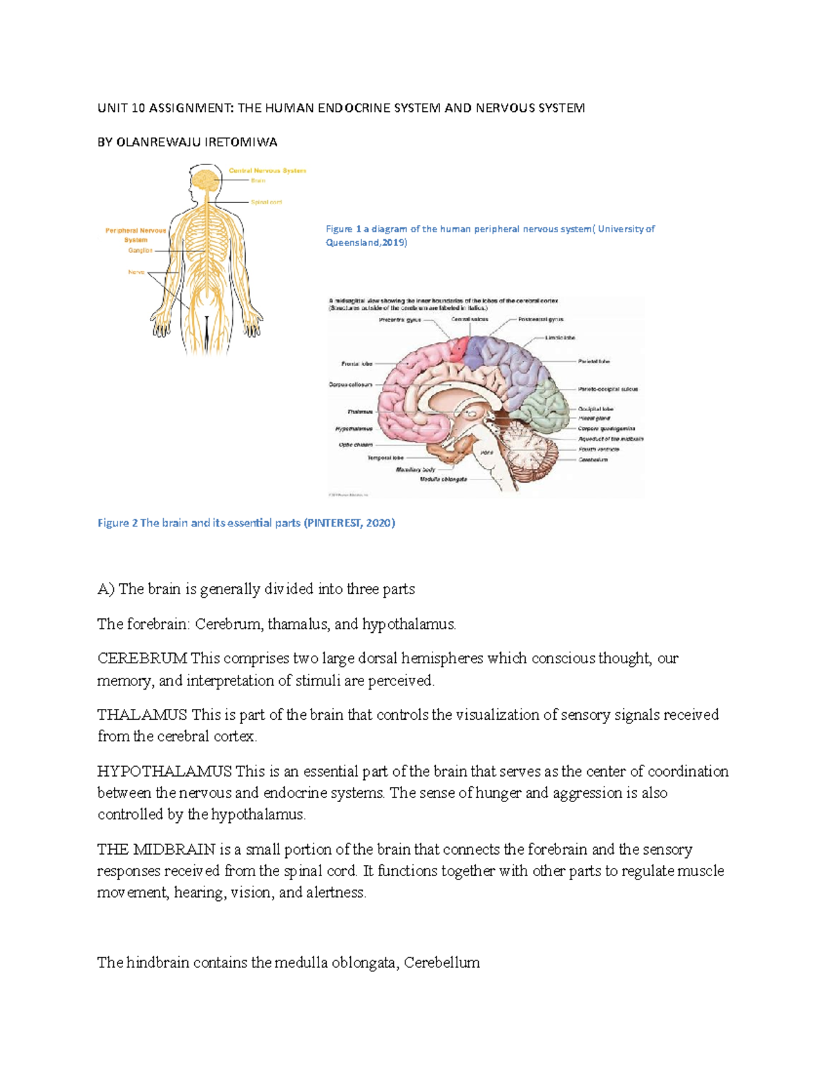 Resubmission of Endocrine and nervous system - UNIT 10 ASSIGNMENT: THE ...