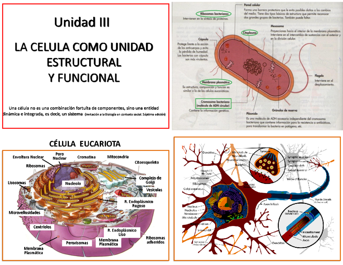 LA Celula - LA CELULA COMO UNIDAD ESTRUCTURAL Y FUNCIONAL Una célula no
