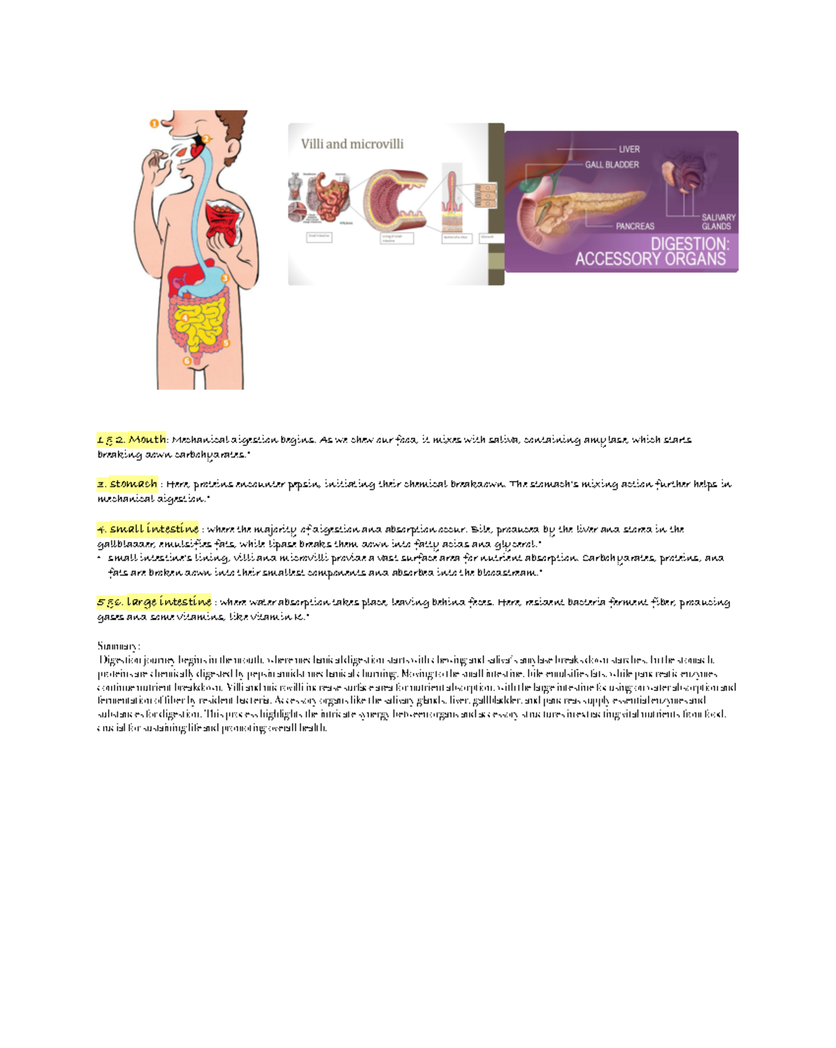 Digestion presentation 1 & 2. Mouth Mechanical digestion begins. As we chew our food, it