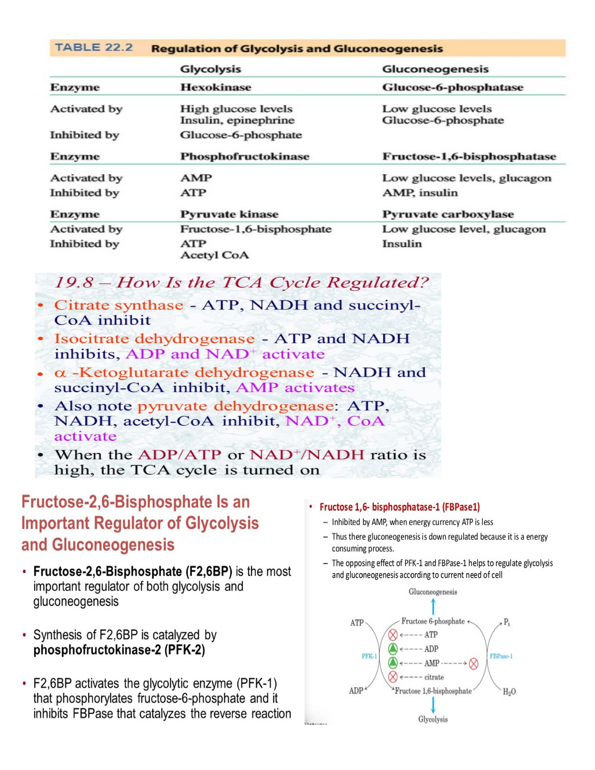 Doc4 - Lecture notes 1-14 - Fructose 1,6- bisphosphatase-l (FBPasel ...