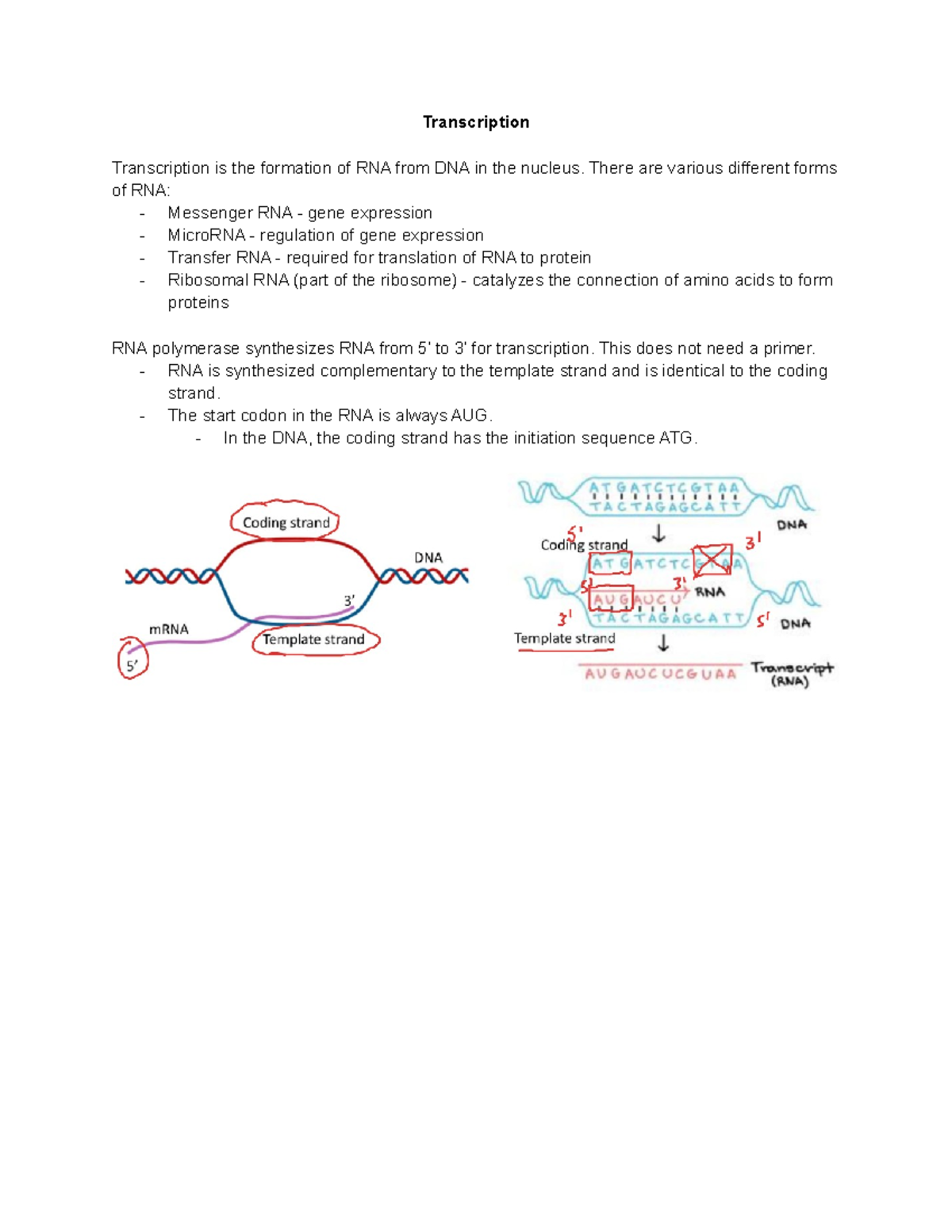 Cell Biology (BI203) Chapter 8 - Transcription Transcription Is The ...