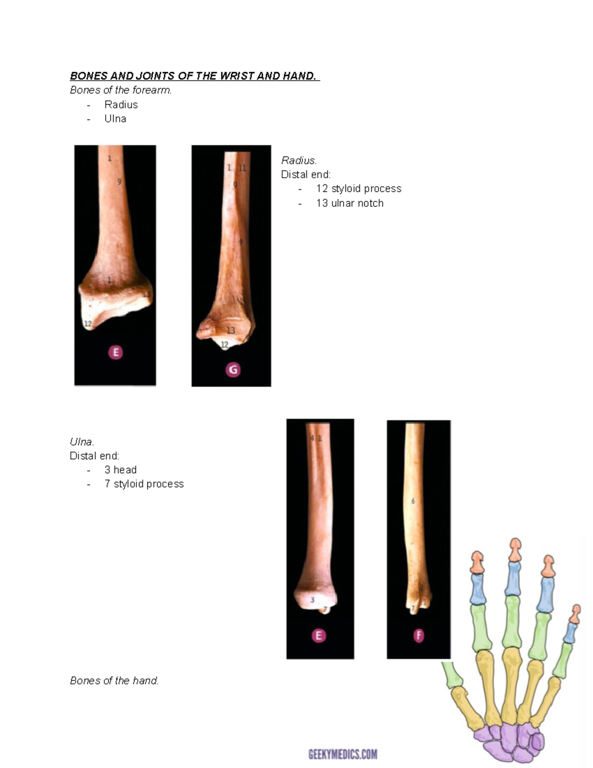 Lecture 6 bones of arm and forearm BONES AND JOINTS OF THE WRIST