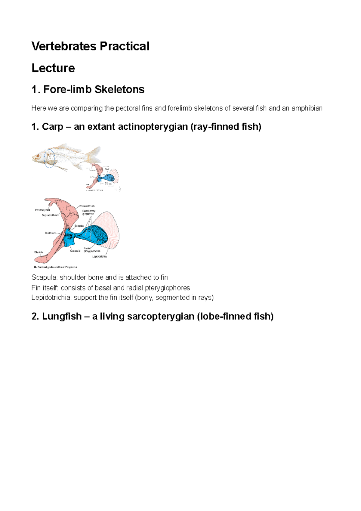 Vertebrates Practical - Vertebrates Practical Lecture 1. Fore-limb ...