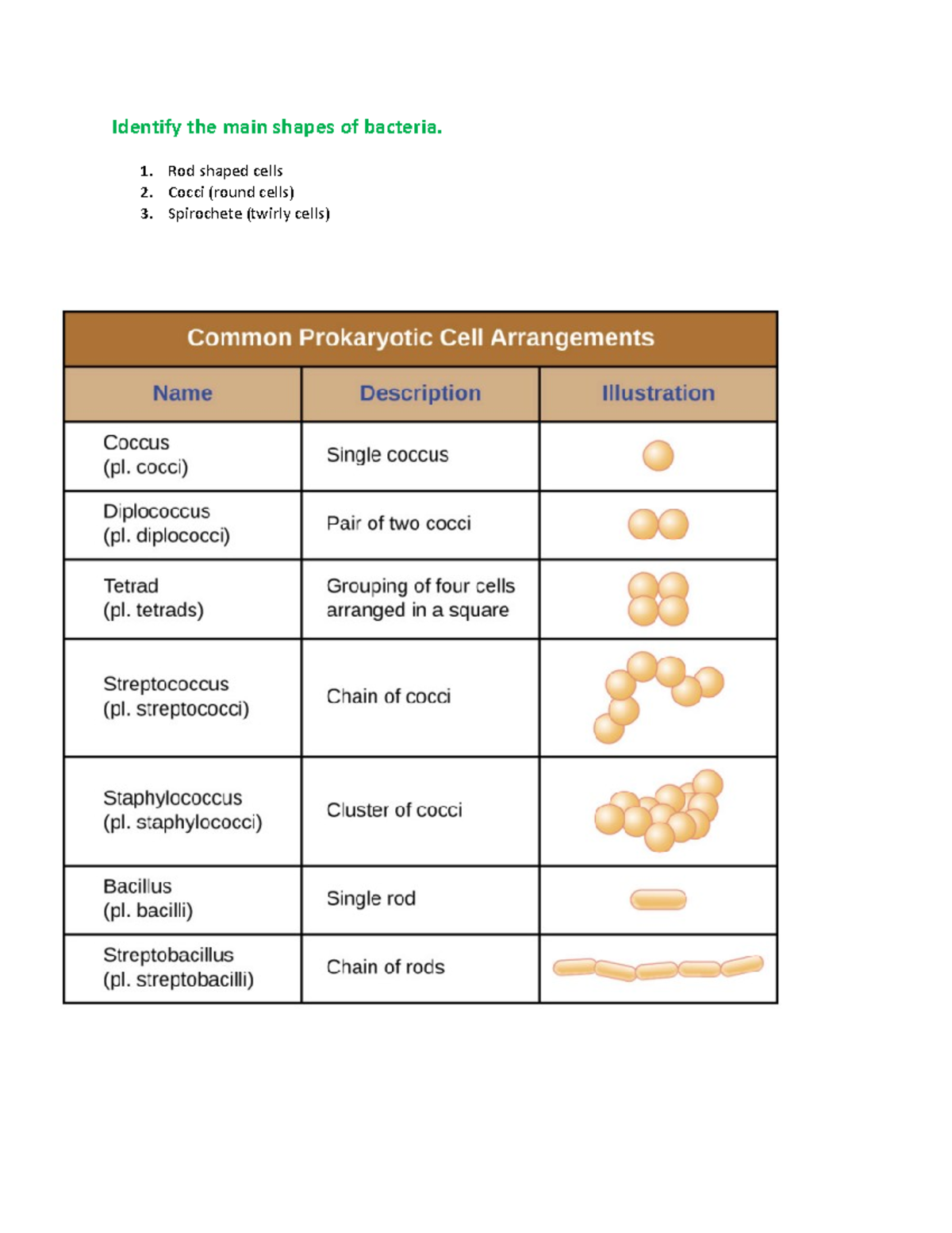 Bacteria exam notes Summary General Microbiology Identify the main