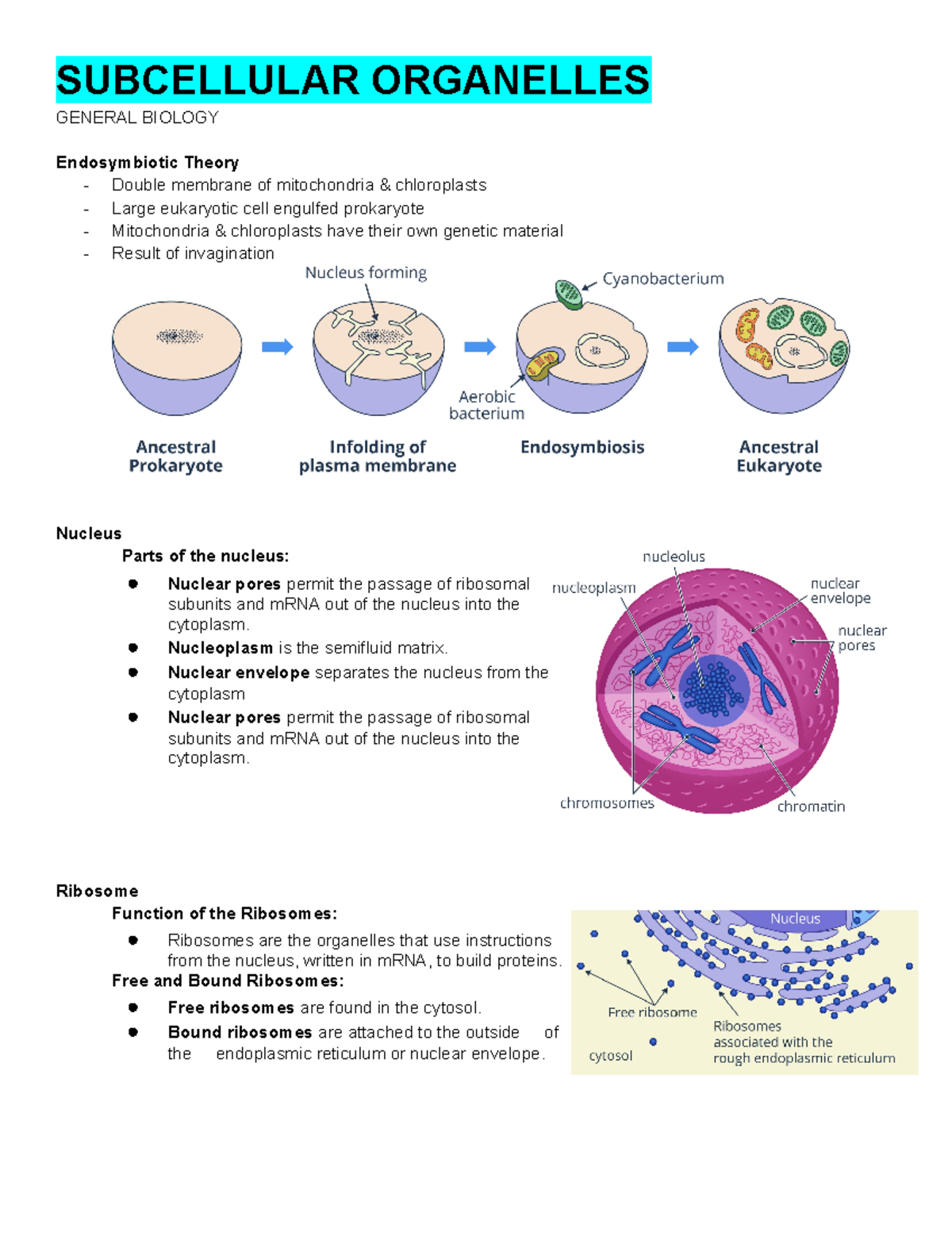 Subcellular Organelles- Study Guide - SUBCELLULAR ORGANELLES GENERAL ...