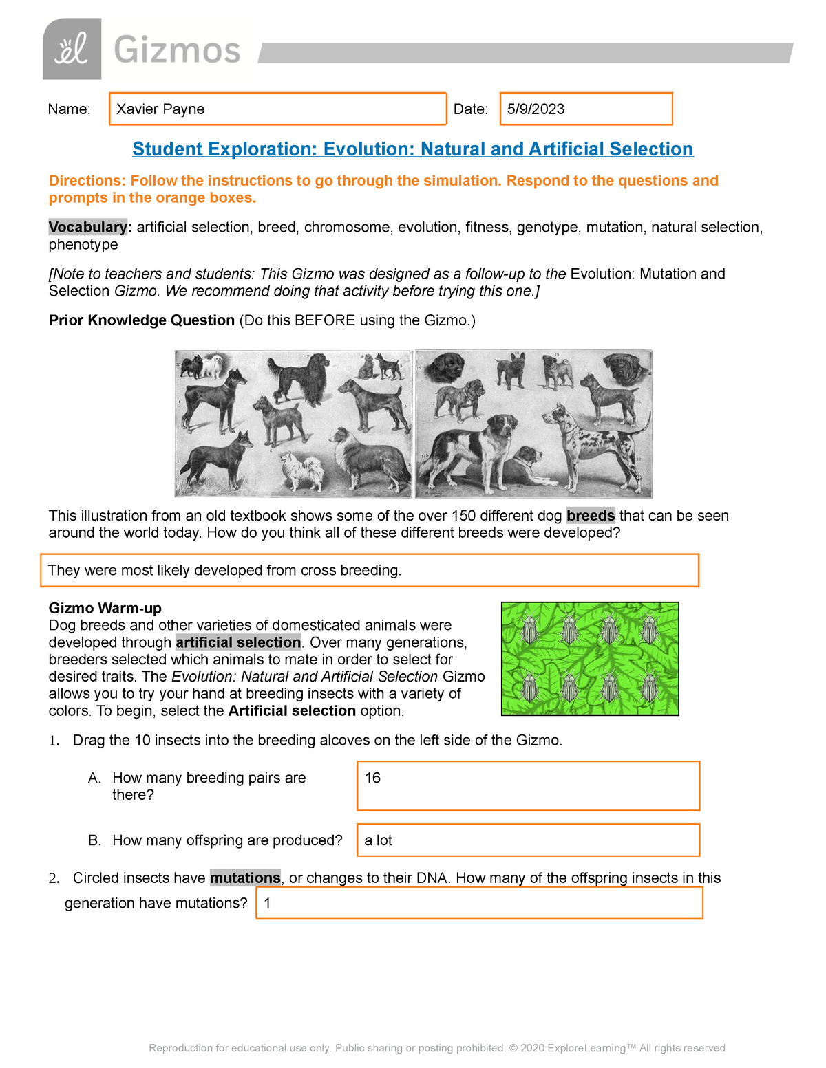 Copy of Evolution Natural Artificial SE - Name: Xavier Payne Date: 5/9/  Student Exploration: - Studocu
