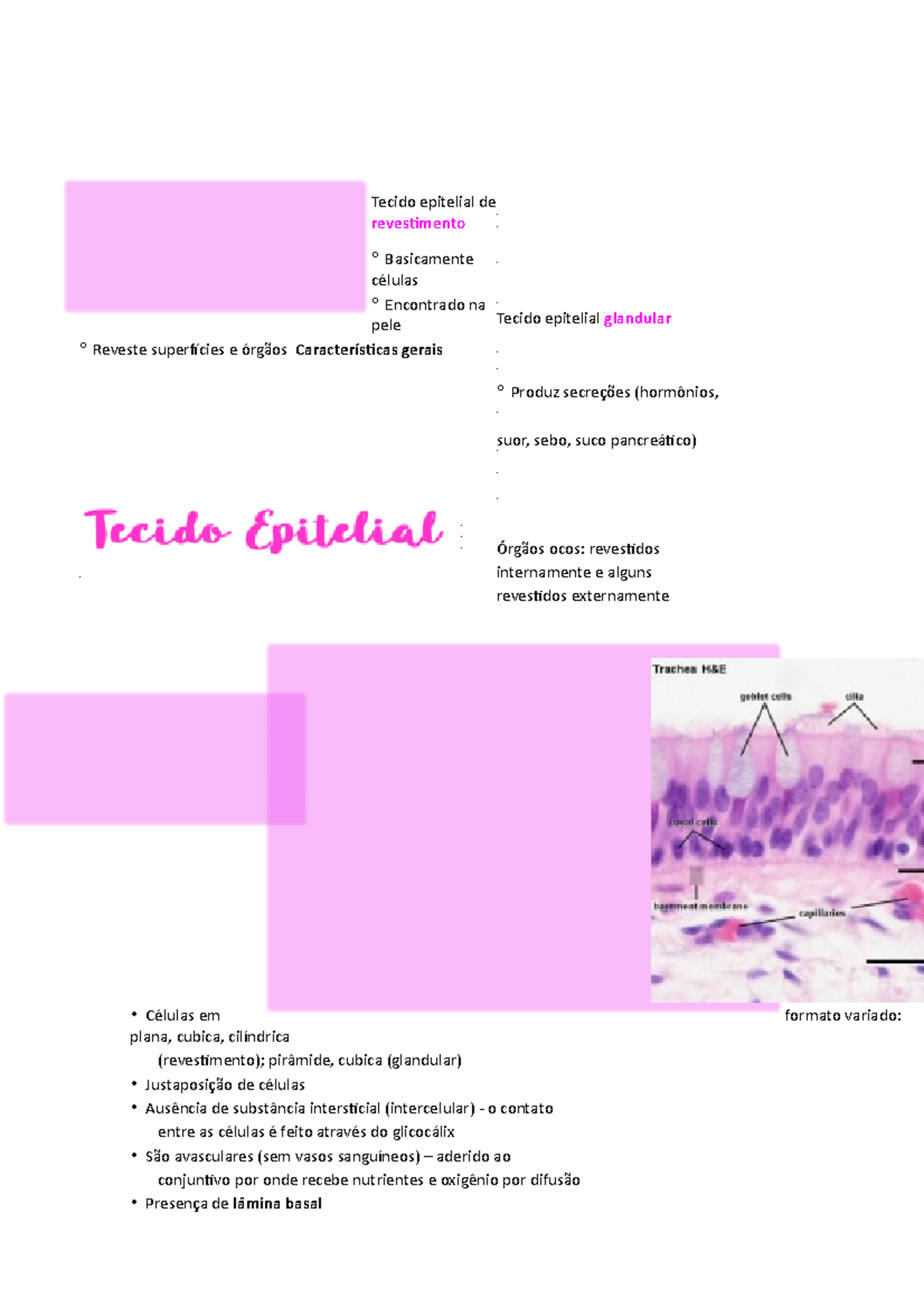 Tecido Epitelial - Histologia - Tecido Epitelial De Revestimento ...