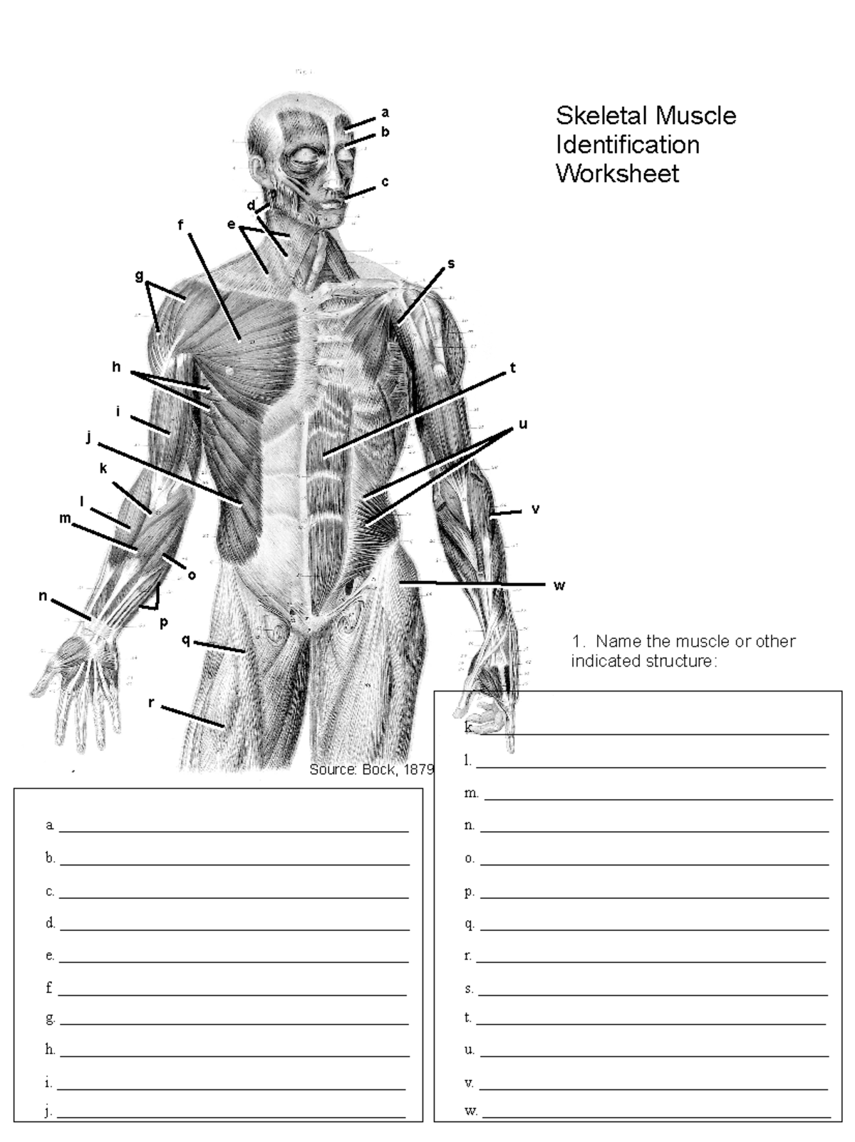 Skeletal Muscle Worksheet - l ...